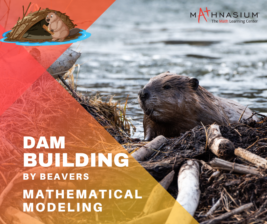 How Beavers Build Dams Using Math